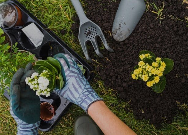 Person planting yellow flowering plant in garden with gardening tools.