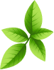 Lush green leaves of a healthy plant in a garden setting.
