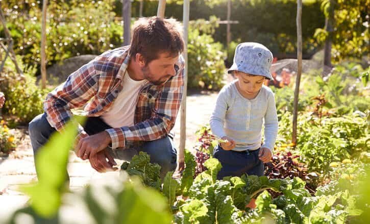 Father and child gardening in a lush backyard garden.